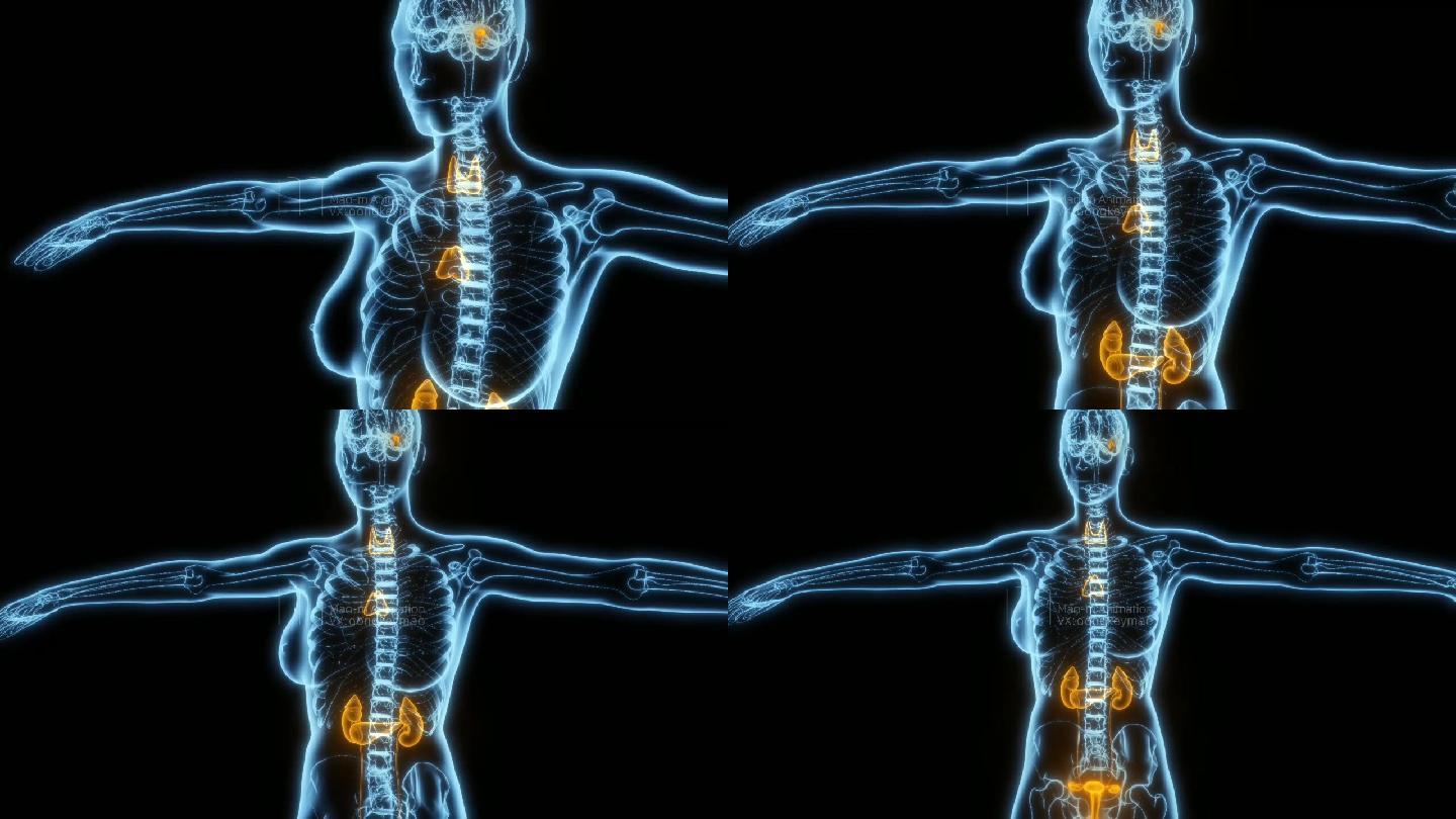 3D人体内分泌系统医学器官