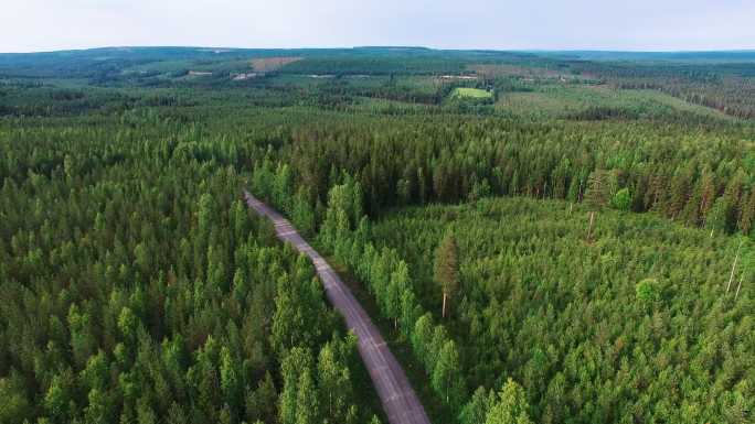 飞越森林和公路荒野地区树木松科