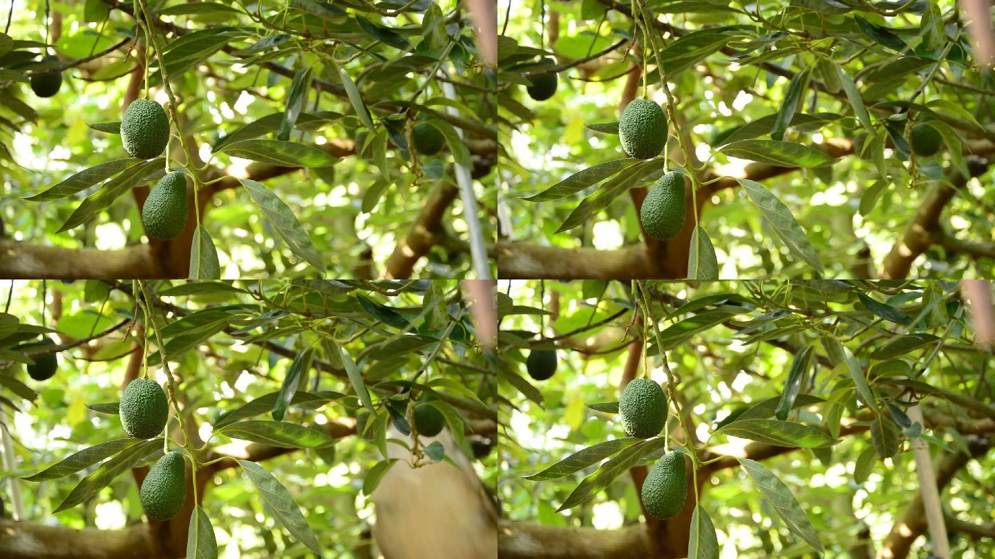 种植园挂在树枝上的鳄梨果实