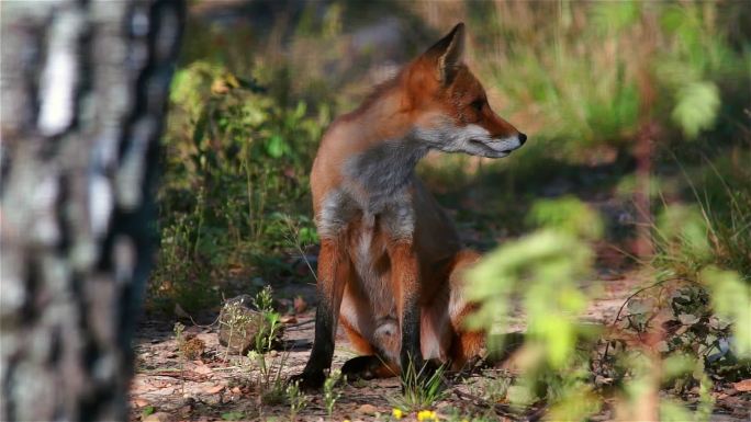 夏天的狐狸野生狐狸森林树林动物保护
