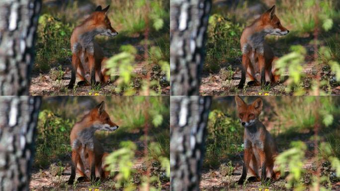 夏天的狐狸野生狐狸森林树林动物保护