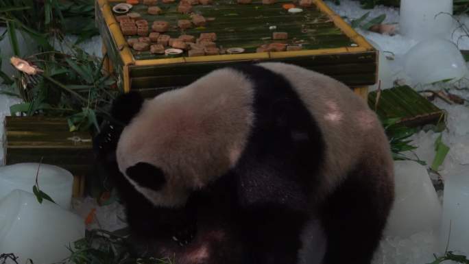 广州长隆熊猫成都熊猫基地熊猫爬树熊猫打架