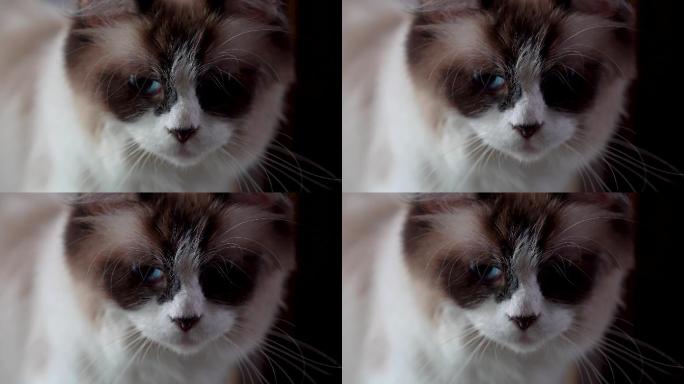 猫咪失望绝望的表情