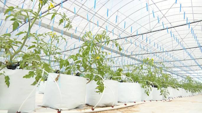 大棚内培育的柿子苗新品种