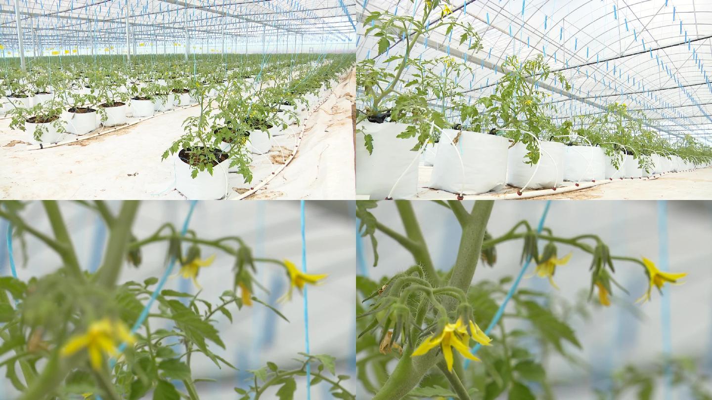 大棚内培育的柿子苗新品种
