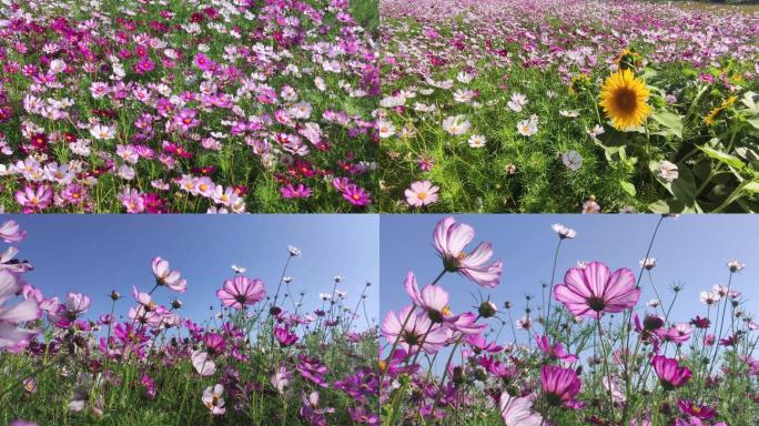 格桑花八瓣梅向日葵蓝天4k