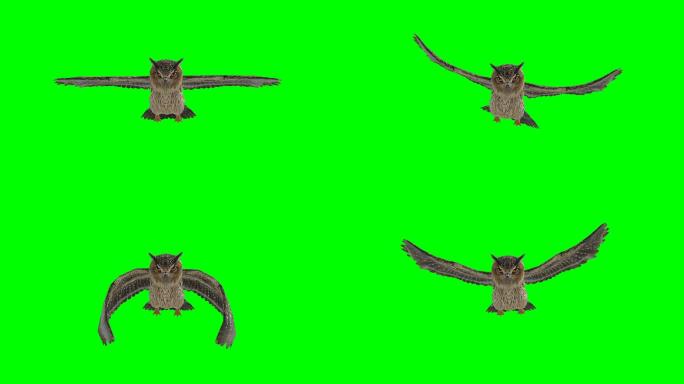 猫头鹰滑翔绿屏