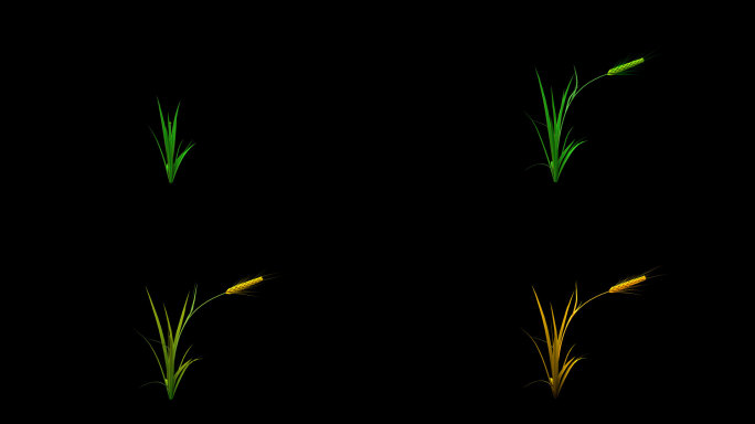 麦子的成长-带透明通道