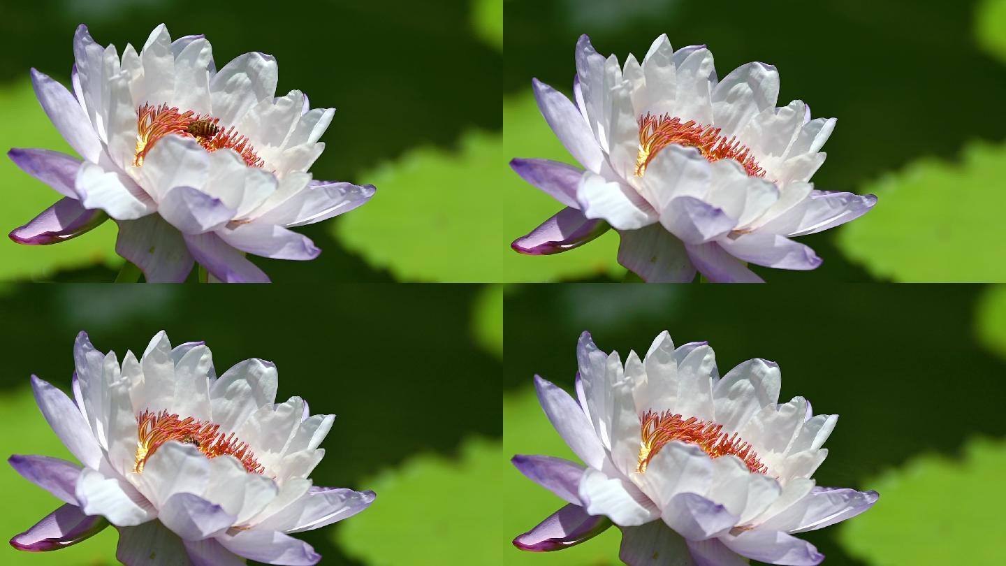 蓝莲花和蜜蜂