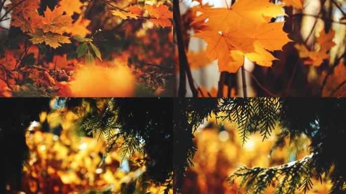 阳光下五彩缤纷的秋叶