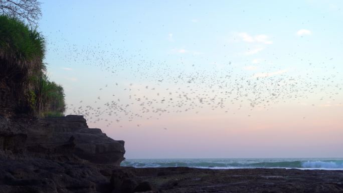 海滩的黑蝙蝠在飞翔