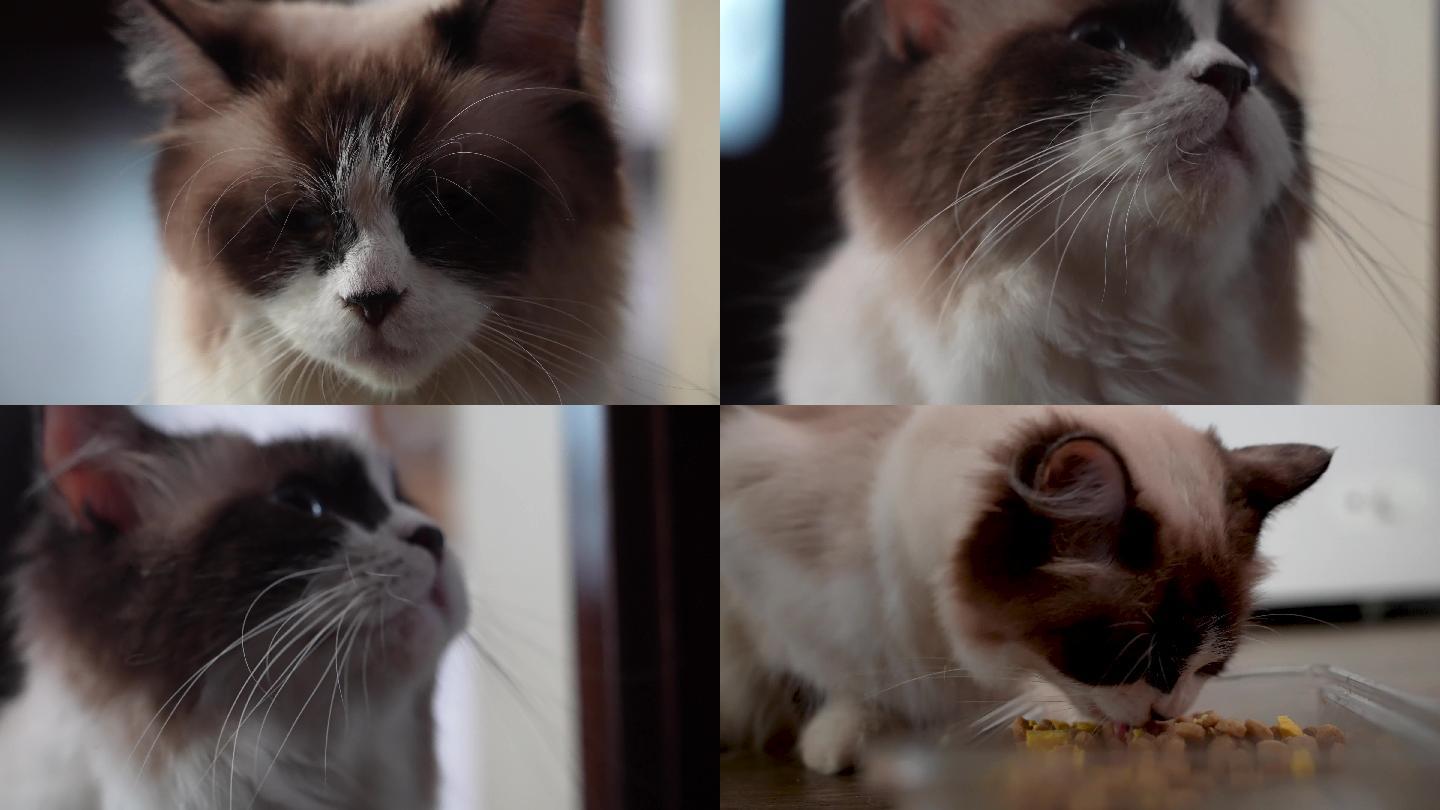 猫咪拟人化表情包