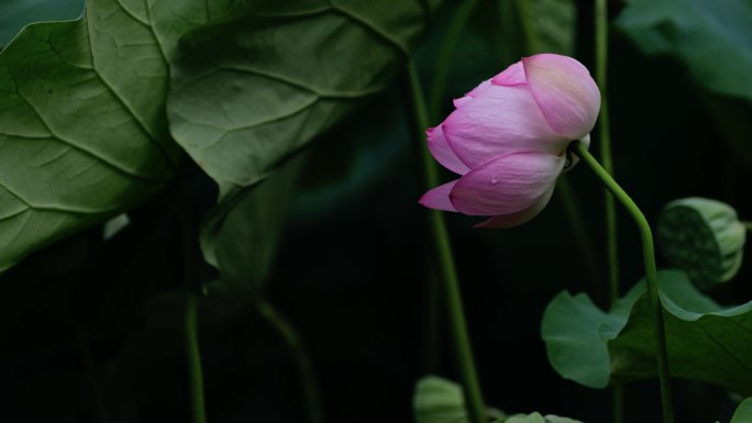 荷花可循环播放背景视频