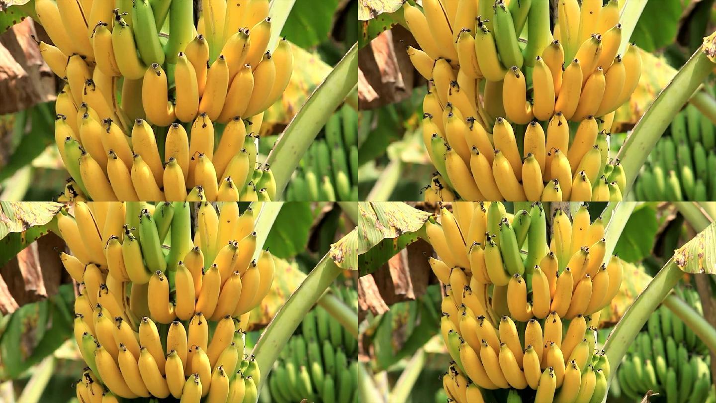 香蕉树摄影图__水果_生物世界_摄影图库_昵图网nipic.com