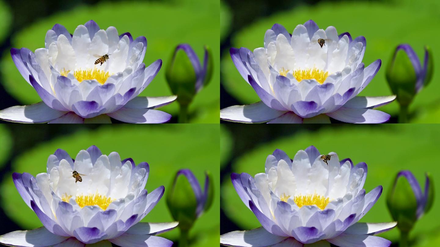 蓝莲花和蜜蜂