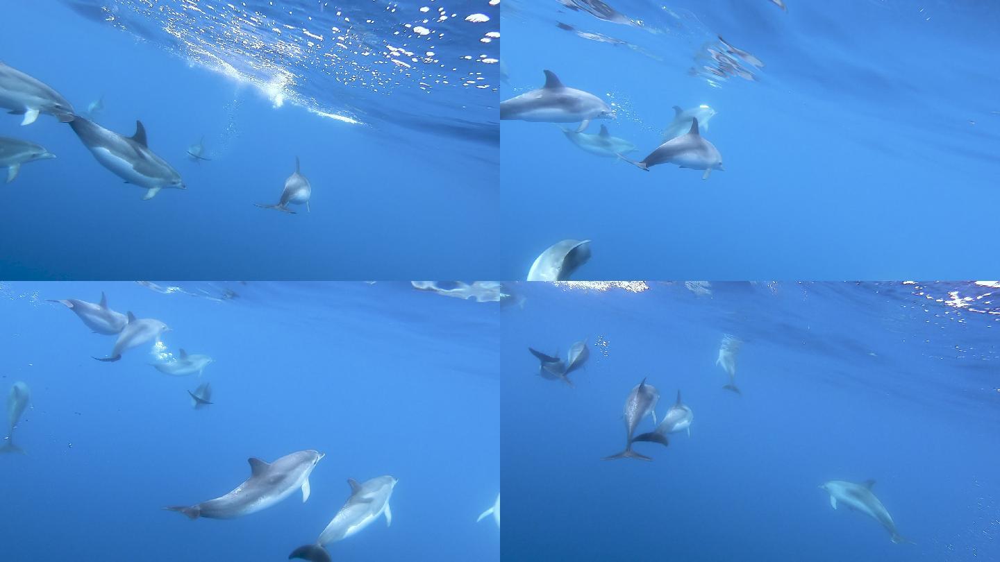 慢动作海豚游泳海底世界美人鱼三亚潜水深海