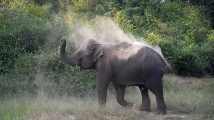 用鼻子往身上撒土的大象