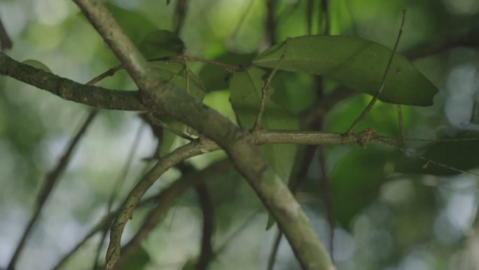 热带雨林植物上伪装昆虫的近景照片