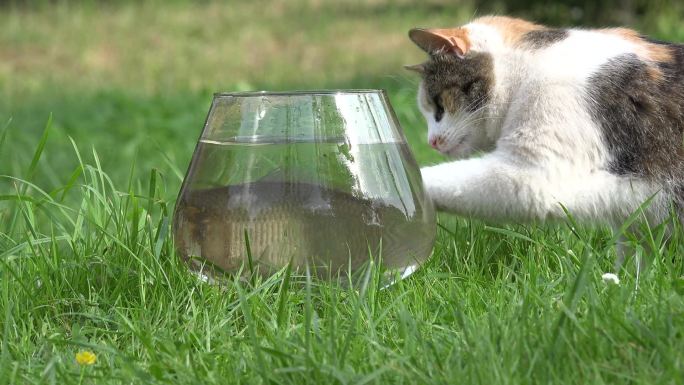 斑猫在玻璃缸里捕鱼