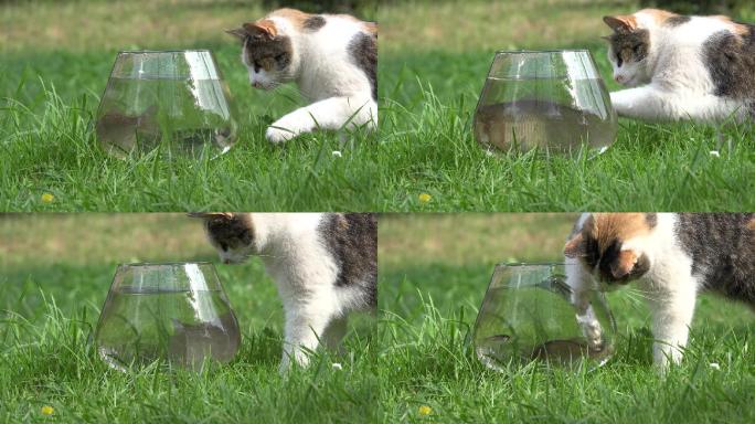 斑猫在玻璃缸里捕鱼