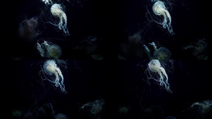 在水中移动的白光水母。