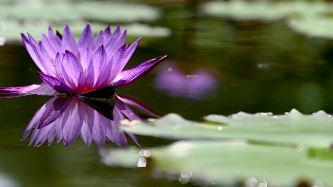 紫色莲花和倒影