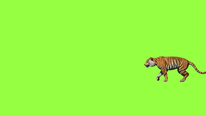 在绿色屏幕奔跑的老虎。