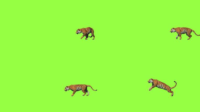 在绿色屏幕奔跑的老虎。