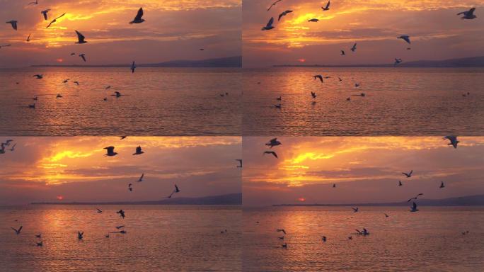 鸟儿在美丽的夕阳下缓缓飞翔。