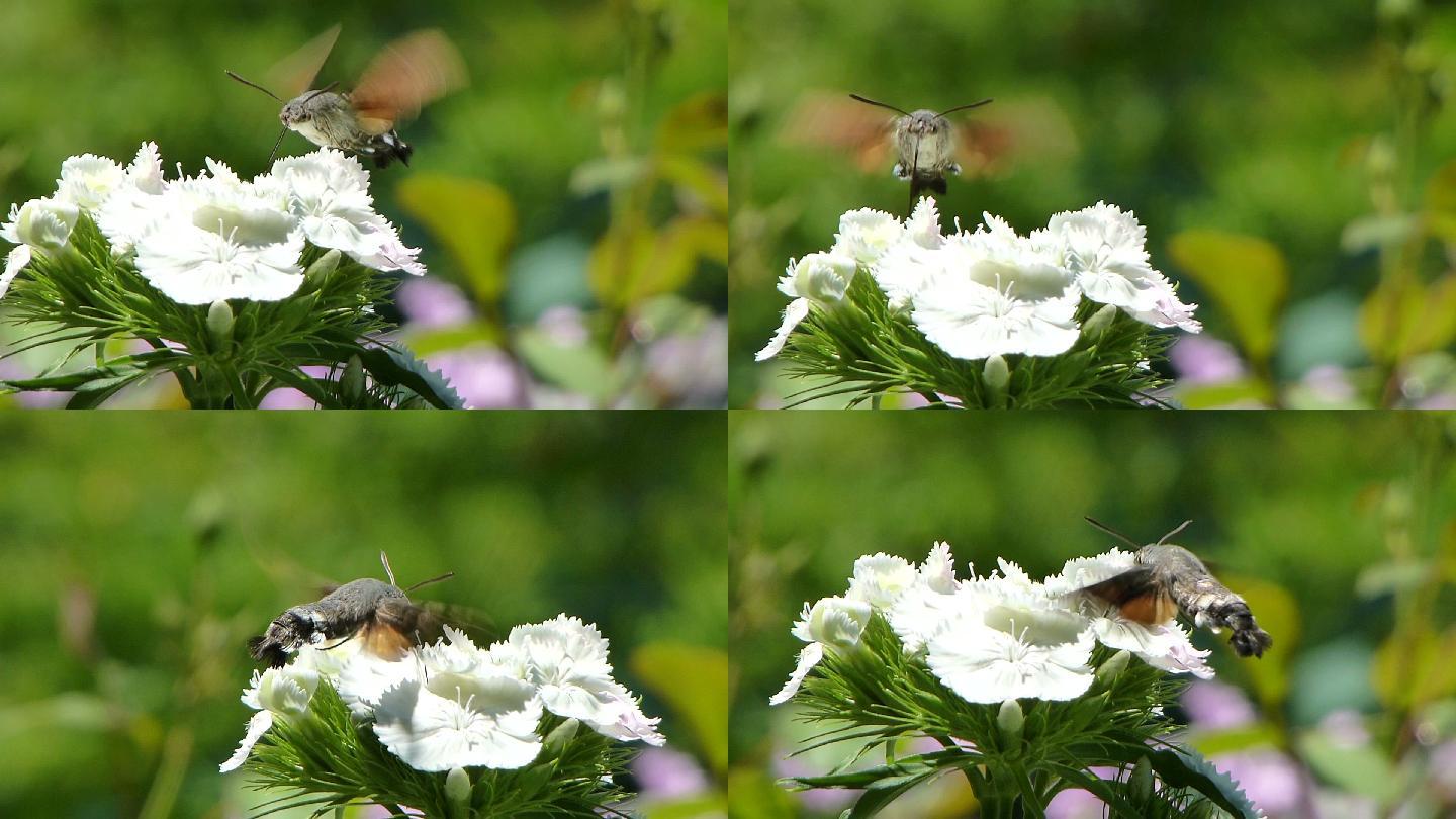 鹰蛾从花中吸取汁液