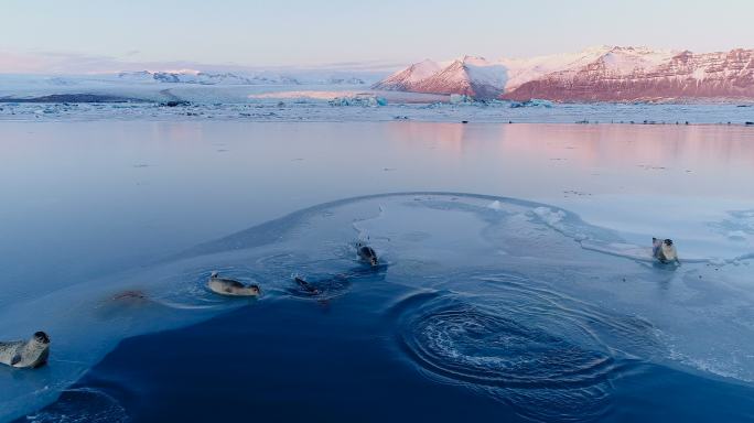 红色夕阳下，冰岛白色浮冰上的海豹。