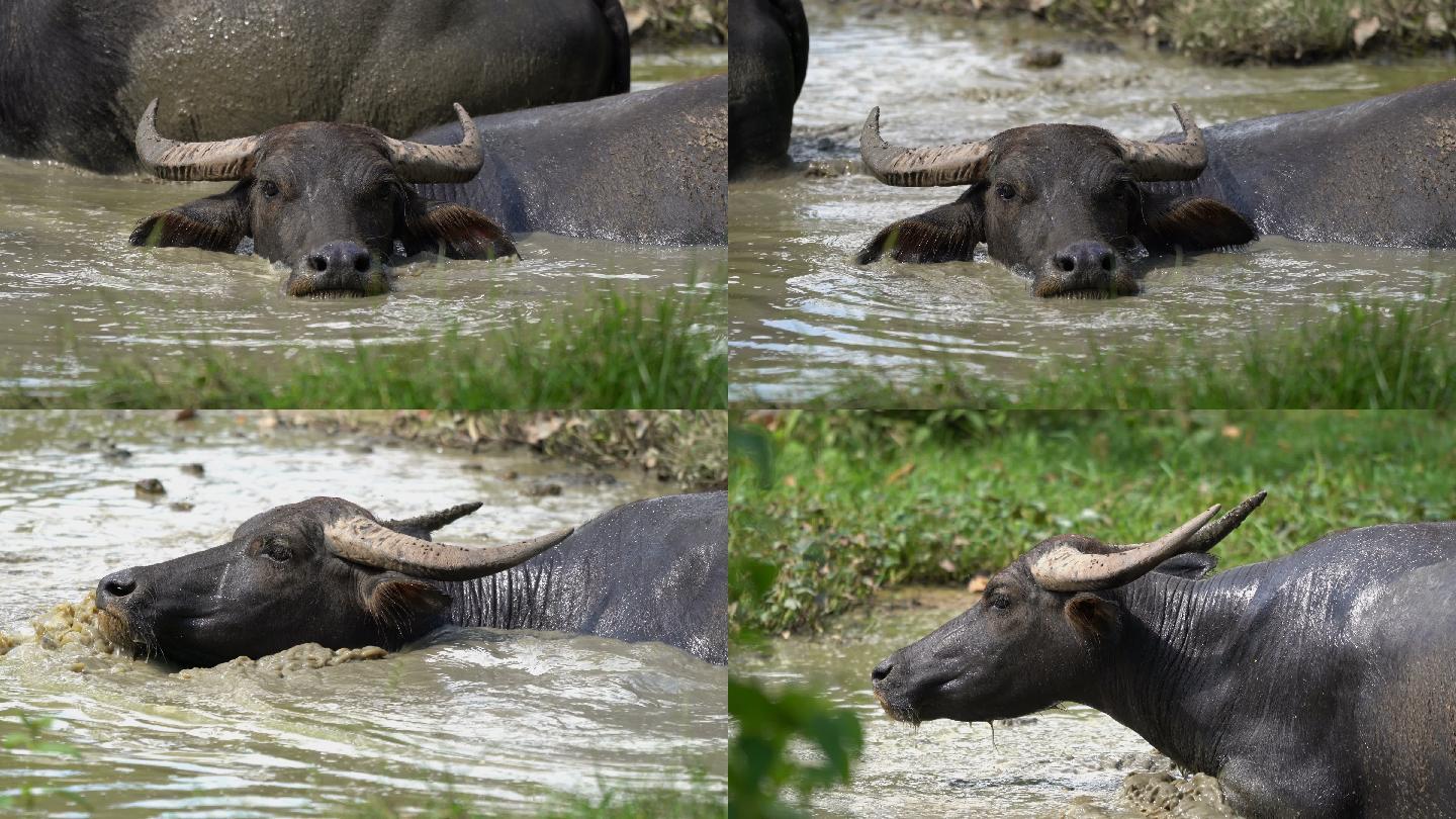 水牛在水中洗澡