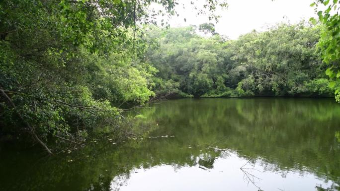 阳光森林湖泊池塘绿色背景