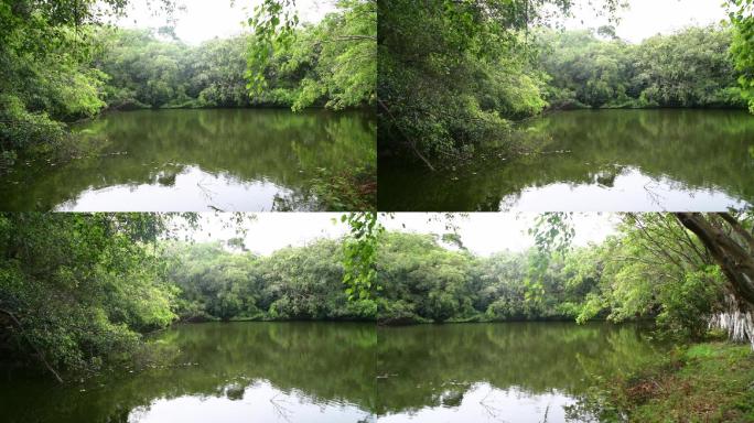 阳光森林湖泊池塘绿色背景