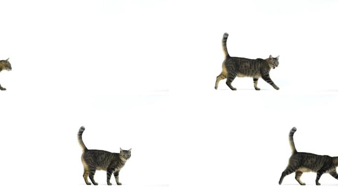 猫行走的侧视图