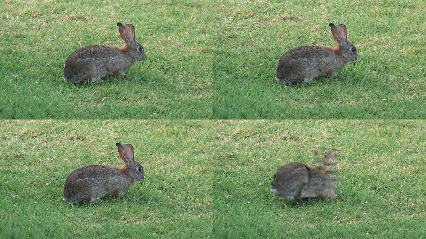 跳跃的兔子_真实奔跑中的兔子图片 - 随意云