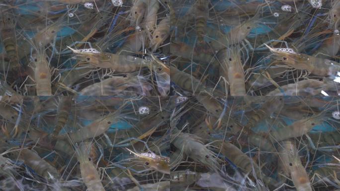 海鲜市场的河虾