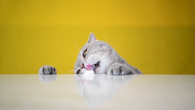 一只猫舔着桌子上溅出来的冰淇淋
