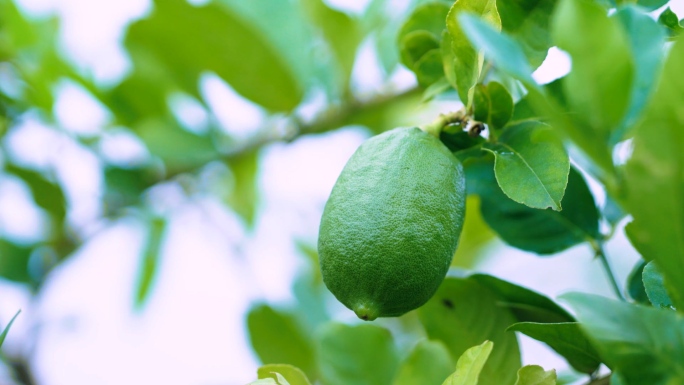 柠檬-柠檬树香水柠檬乡村振兴三农农业种植