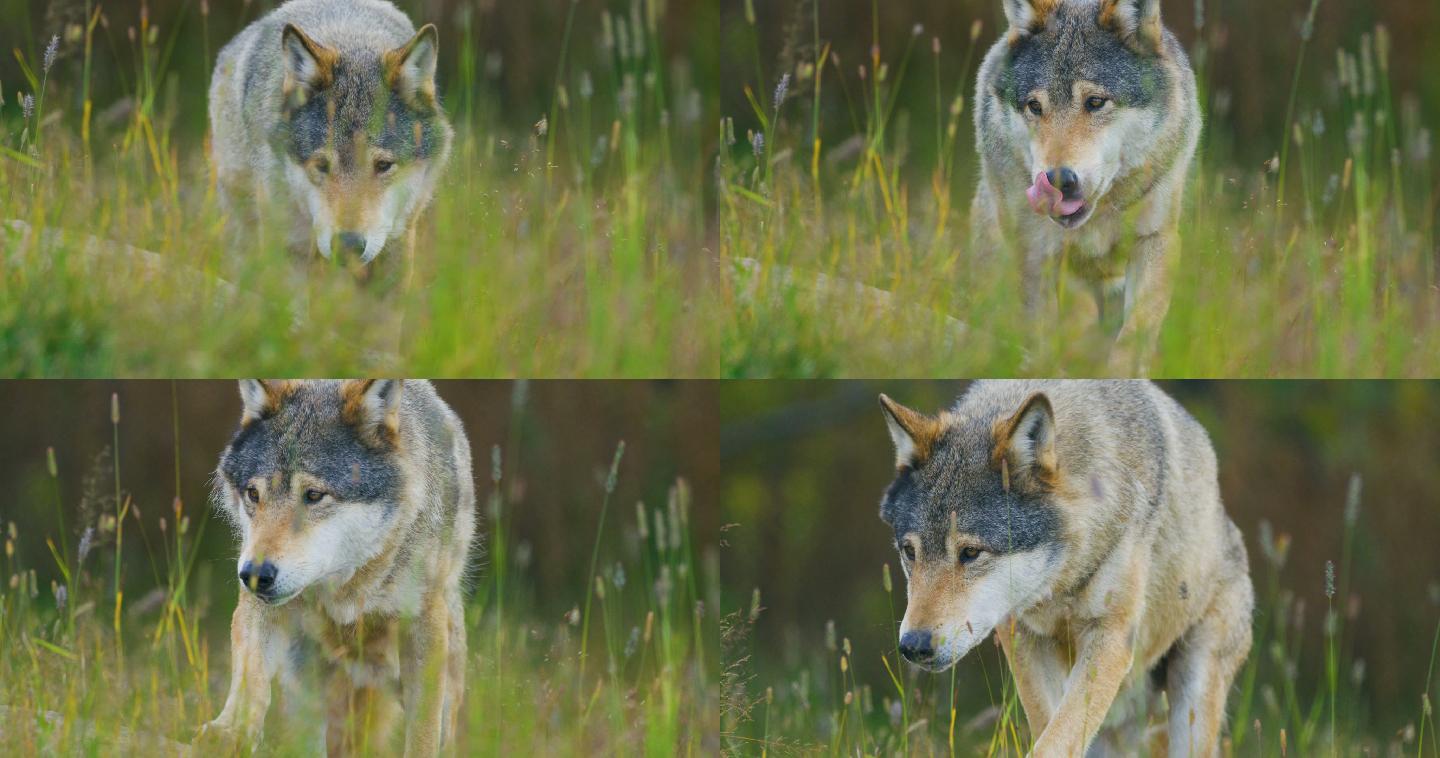 森林里一只野狼在草地上行走