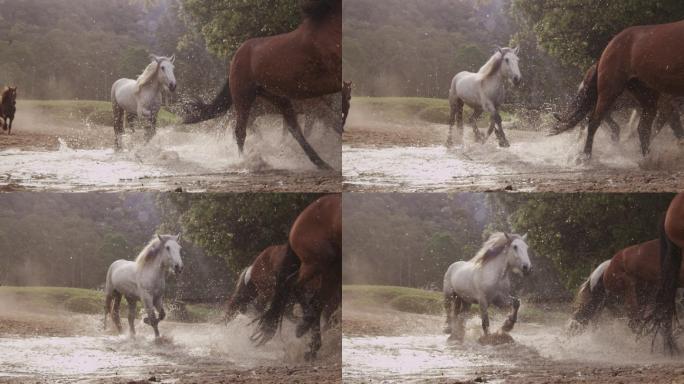 一群马在室外奔跑万马奔腾马跨过泥潭奔跑的