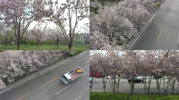 【4k】城市街边樱花盛开