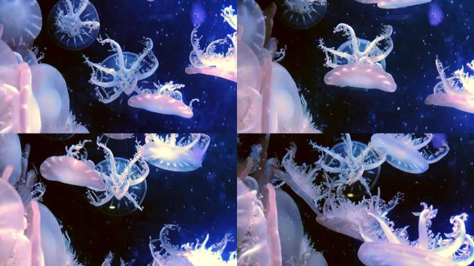 倒立的水母在黑暗的海底世界里