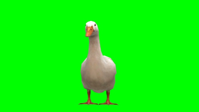 鸭子在绿色背景前