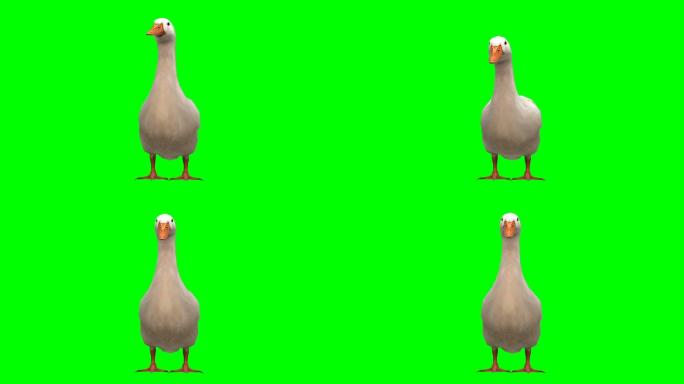 鸭子在绿色背景前