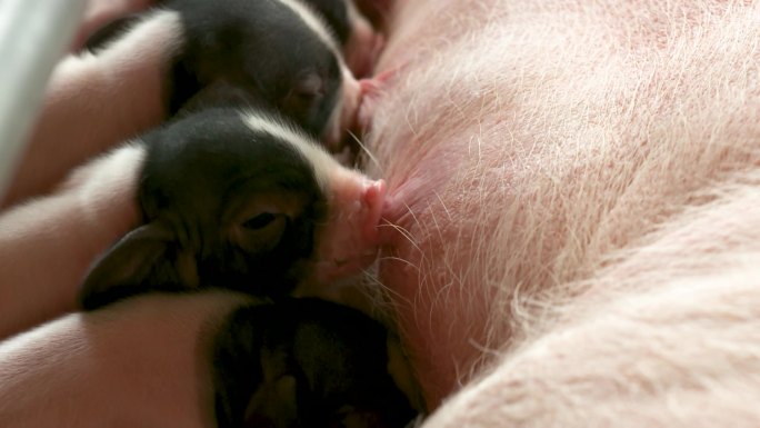 高速拍摄小猪吃奶过程