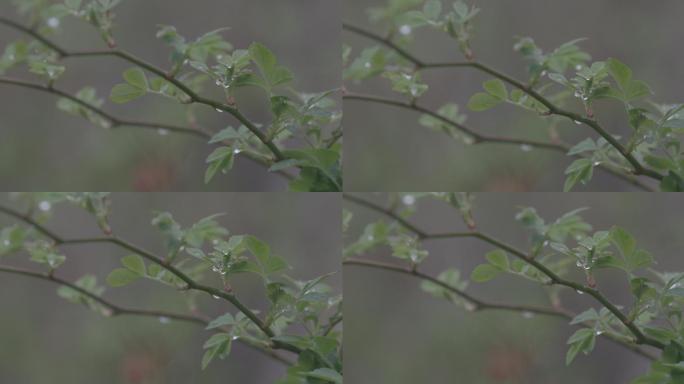 春雨露水