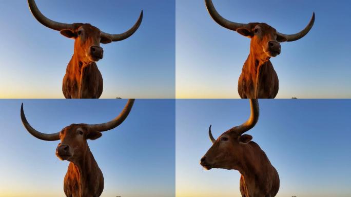 德克萨斯长角牛美国德州实拍视频特写镜头