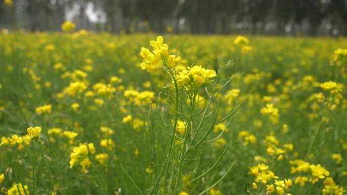 4K油菜花蜜蜂