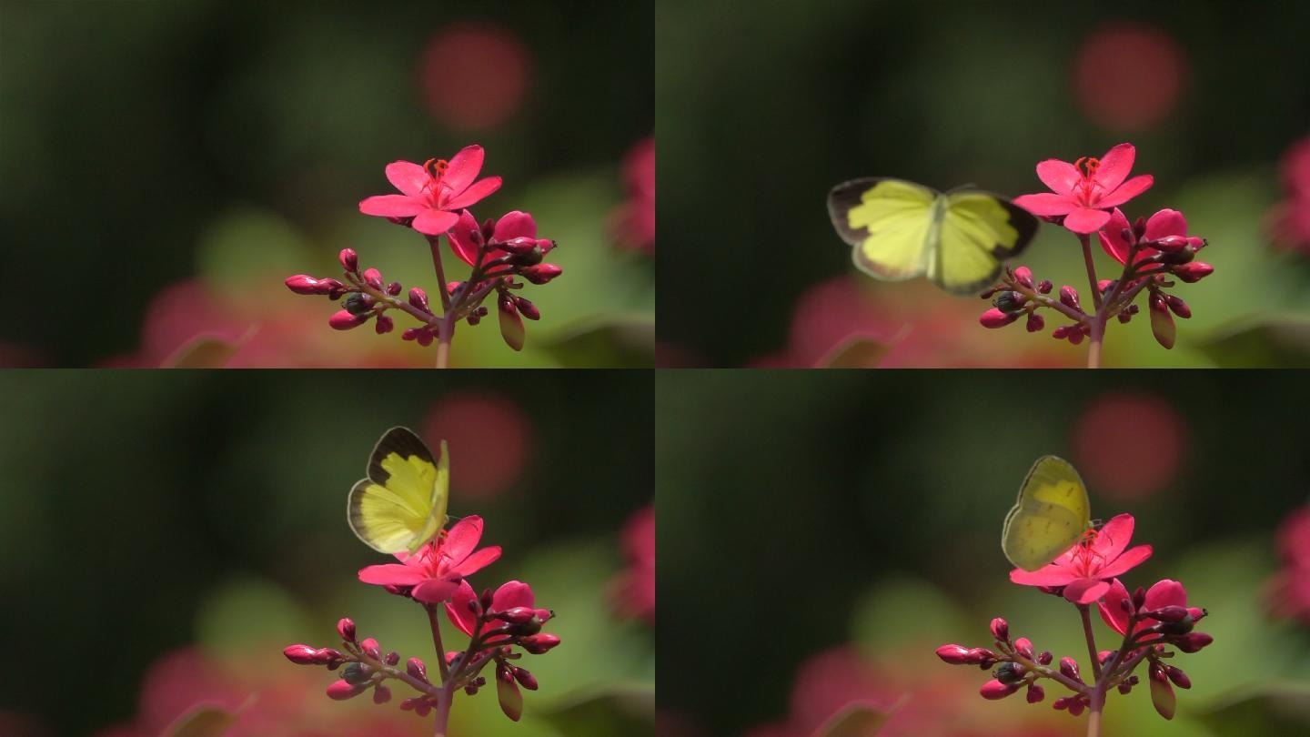 在粉红花上停留的黄蝴蝶
